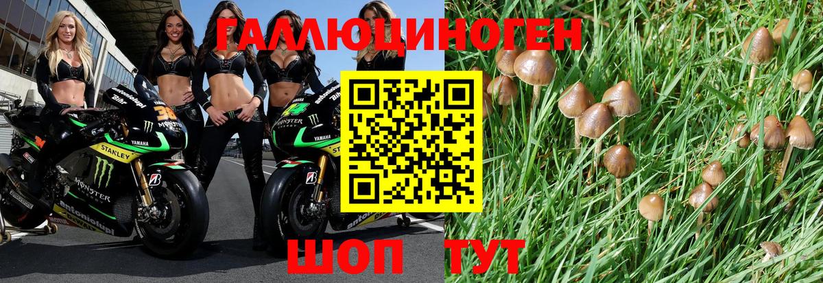 Псилоцибиновые грибы GOLDEN TEACHER  Псилоцибиновые грибы Psilocybe  Вход с VPN  Гай 